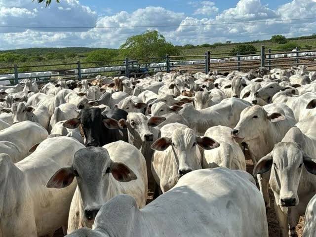 BNB tem R$ 400 milhões destinados à pecuária alagoana ainda em 2026